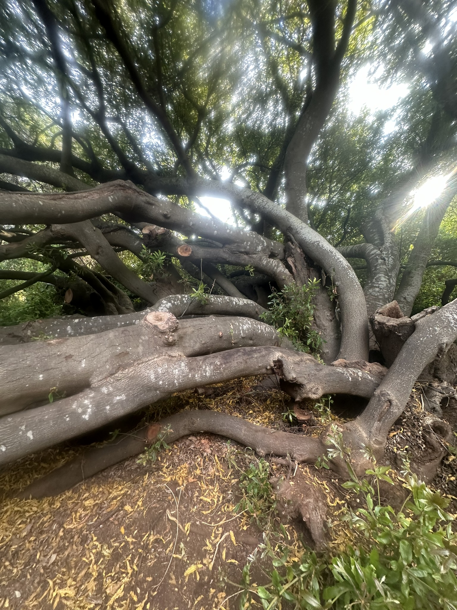 South Africa - Image 747